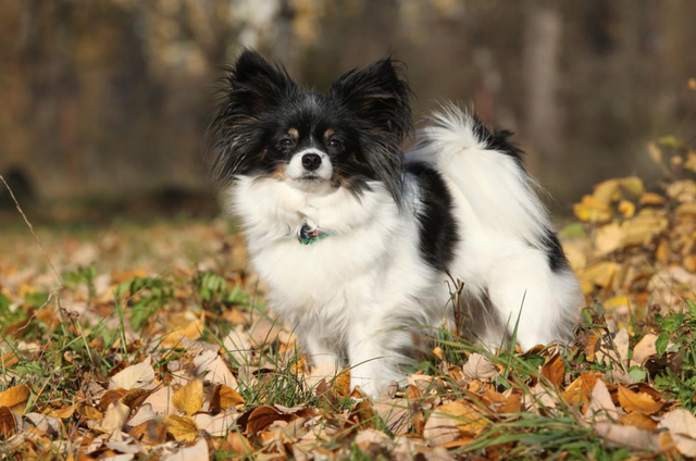养什么宠物好养又干净，有哪些宠物好养又干净（狗界最爱干净的狗）
