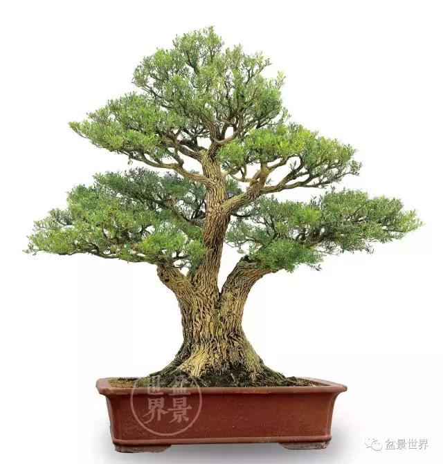 黄杨木盆景养护注意事项，怎样养黄杨木盆景（一组黄杨盆景精品欣赏）