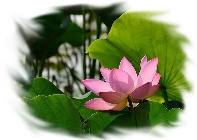 国学经典内容摘抄，国学经典名句摘抄（100句国学经典名句大全）