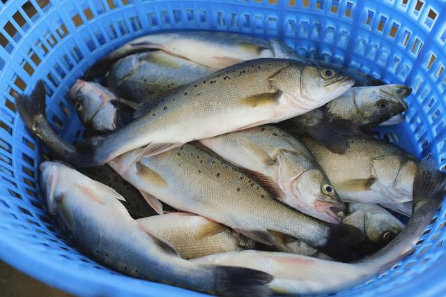 海鲈鱼图片高清大图,海鲈鱼图片(但爱鲈鱼美.