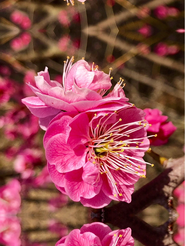 十二星座生辰花及花语，生辰花的花语（来看看你是哪个）