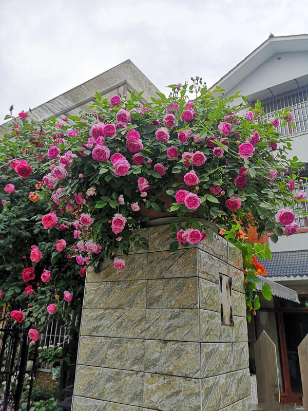 颜值高花期长的月季，七种优秀盆栽月季