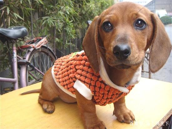 腊肠犬饲养上需要注意什么，腊肠犬不能吃什么（狩猎犬之腊肠犬怎么养）