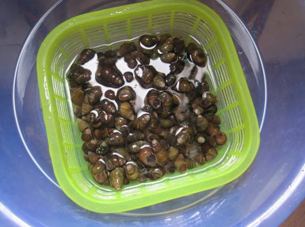 田螺怎么吃法，田螺怎么吃法家庭吃法（田螺别只会爆炒了）