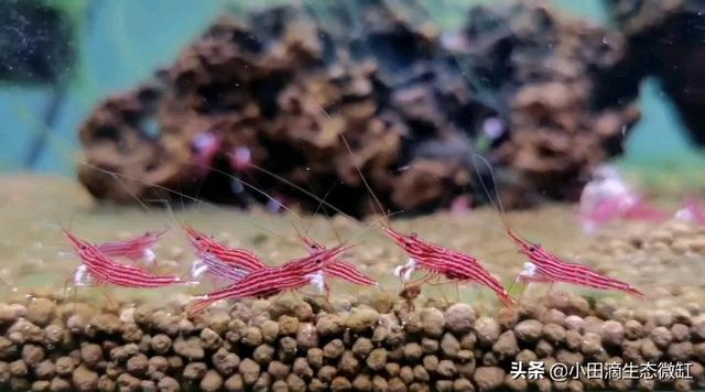 虾的种类有哪些，河里的虾的种类有哪些（适合新手饲养的宠物虾及小型观赏虾详情）