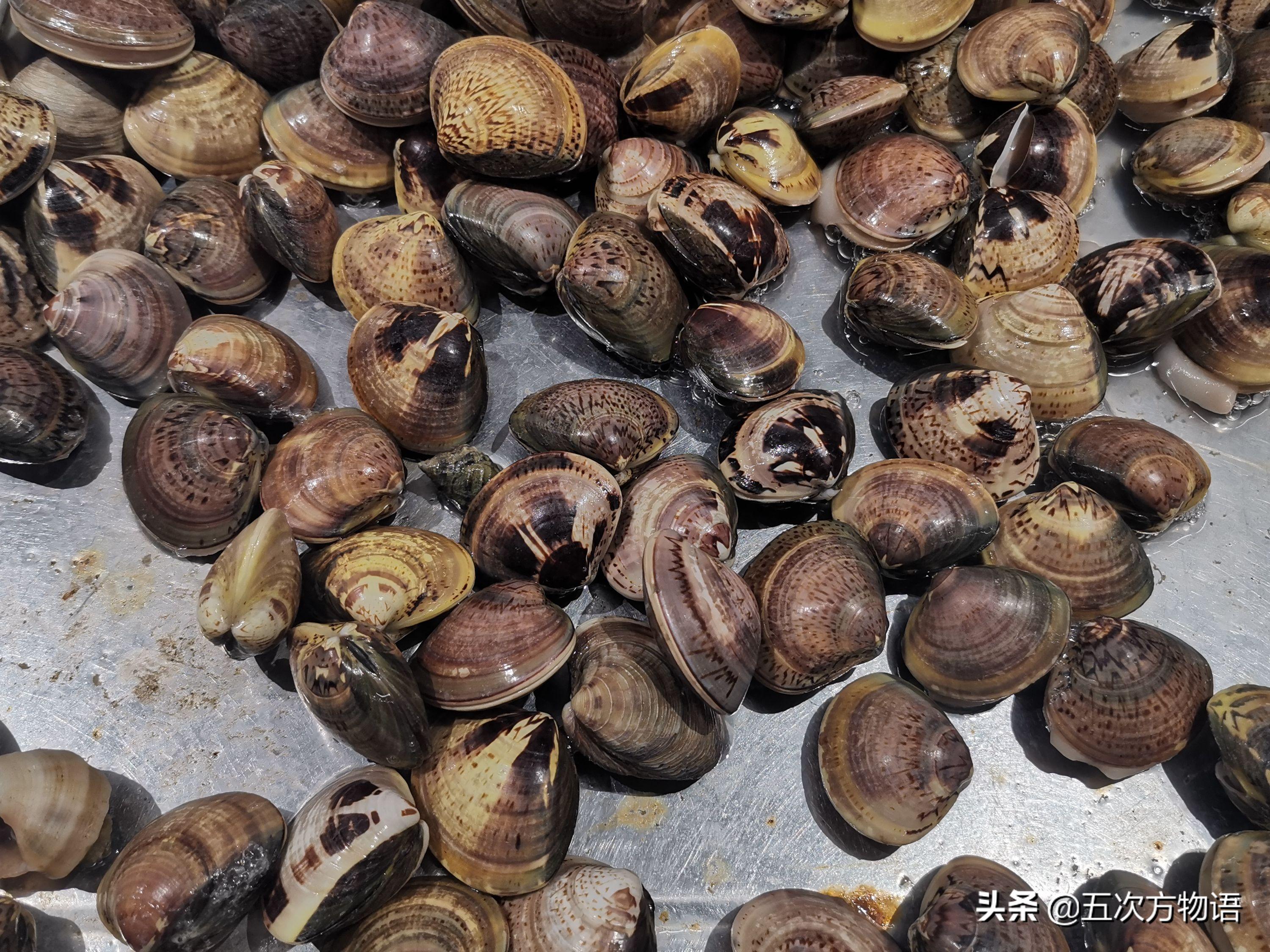 海鲜图片(青岛常见食用贝类图鉴大全 赤虎壹号