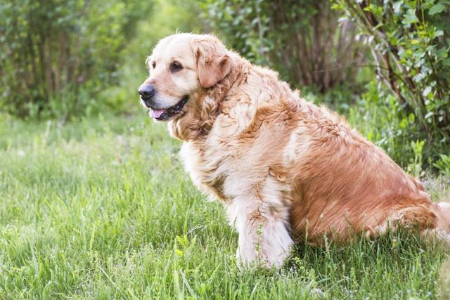 金毛犬一般几个月才会咬主人，“金毛”一生中有5个阶段
