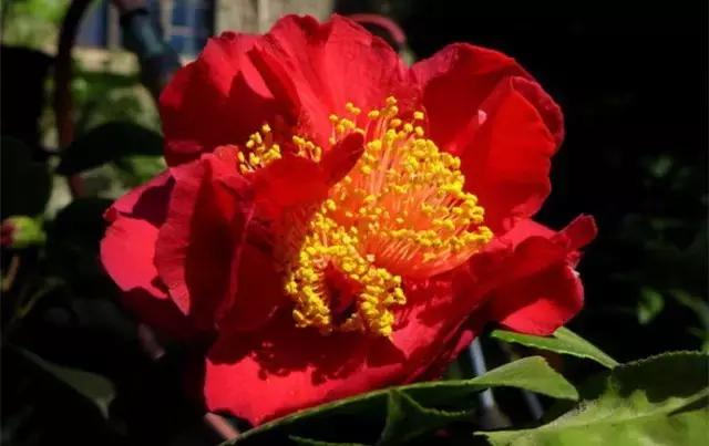 如何识别六角大红茶花，如何识别六角大红茶花的真假（带你认识名贵茶花品种）