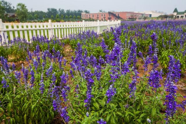 北京蓝调薰衣草庄园，北京薰衣草庄园（北京的蓝调薰衣草庄园就能狠狠浪漫一把）