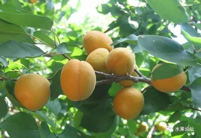 榴莲成熟的季节是几月，榴莲季节是哪几个月（夏季到冬季的水果成熟表来了）