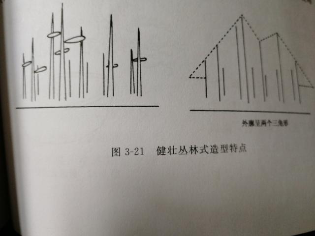 树木盆景常见的五种造型和特点，树木盆景主要形式造型实例七健状丛林式