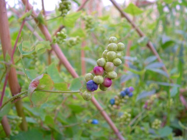 蛇毒的功效与作用，蝮蛇的功效与作用 （殊不知晒干1斤30元）