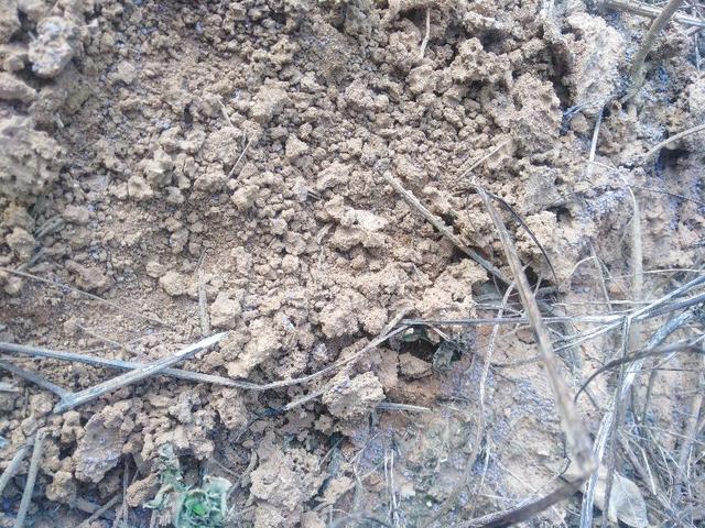 红火蚁怎么消灭，红火蚁的防治方法（一锅端消灭红火蚁配方）