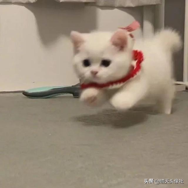 可爱的小头像微信，可爱的小头像（可爱微信头像 ， 文末有惊喜）