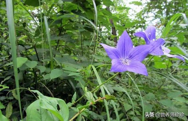 小铃铛药用功效，小铃铛的功效（经常咳嗽的人可以多吃点）