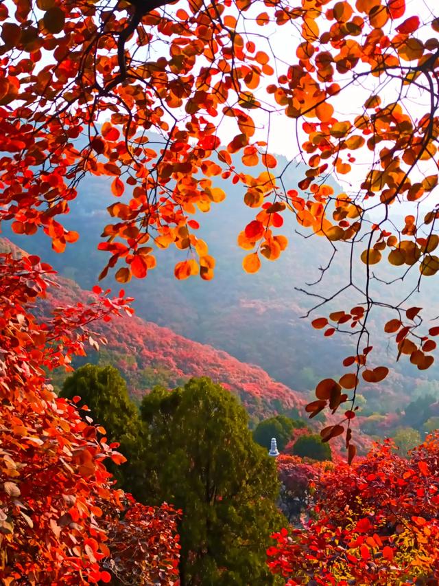 满山红叶似彩霞，阿宝歌曲大全（山东最全赏红叶地图来了）