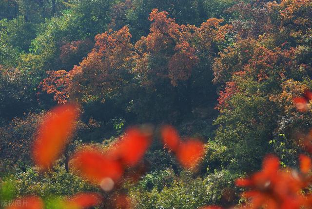 香山红叶节什么时候红及必须要知道的细节，香山红叶节什么时候开始（香山红叶什么时候最红现在最红）
