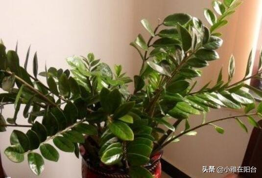 养金钱树需要注意什么（附金钱树图片）