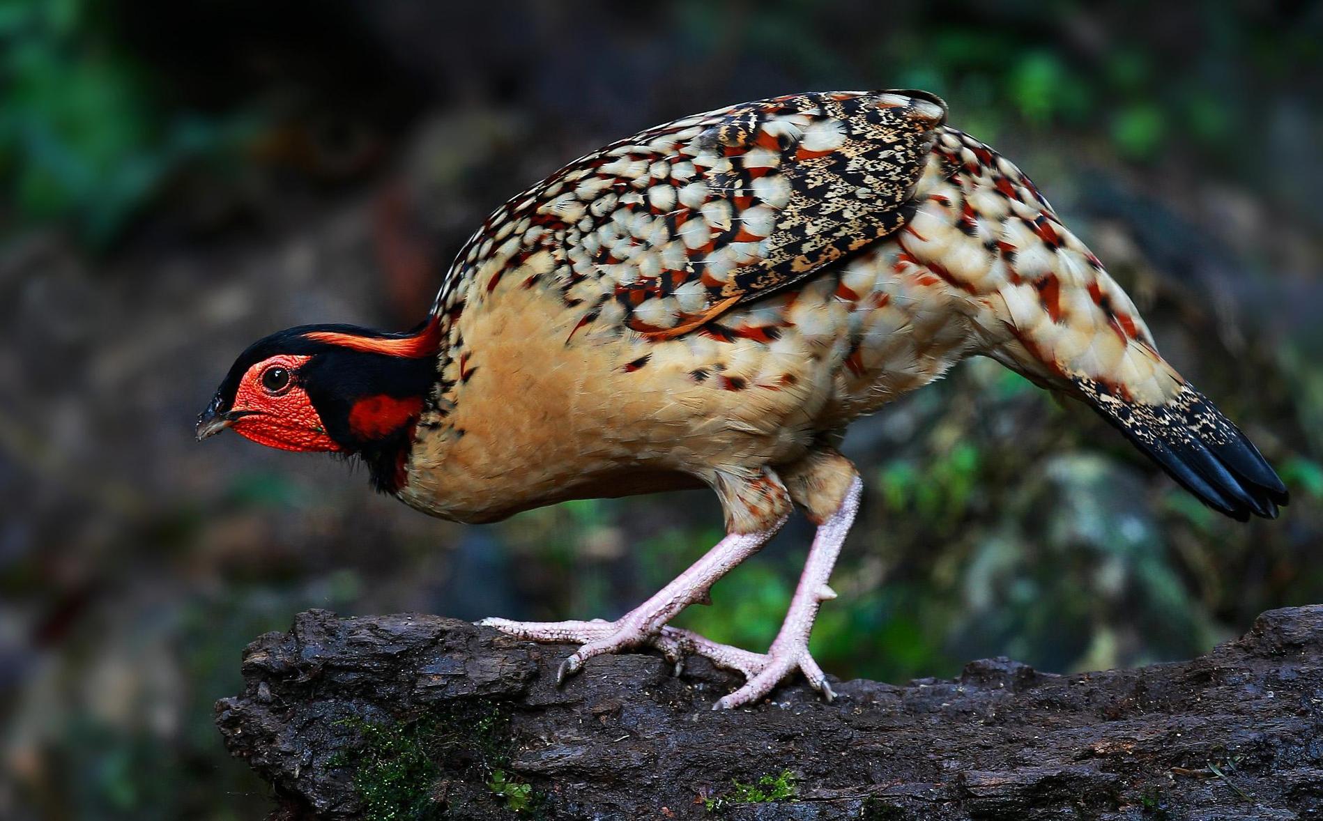 黑颈杂二代多少钱一只(东江揽胜) - 价格百科
