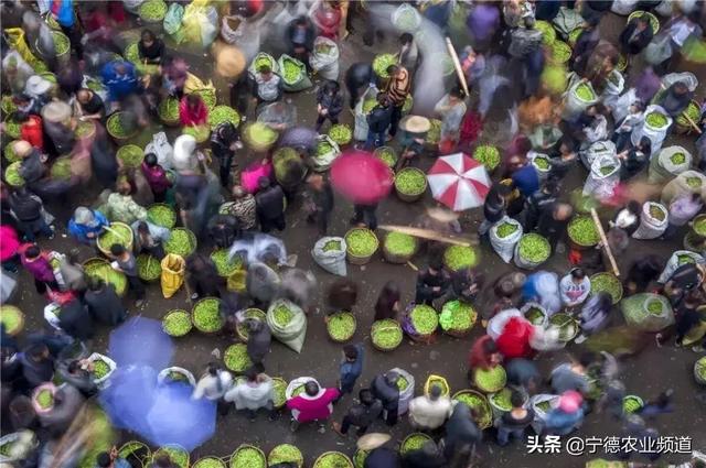 栀子花纯露的功效与作用，苦橙花纯露有啥功效（为福鼎农业插上翅膀）