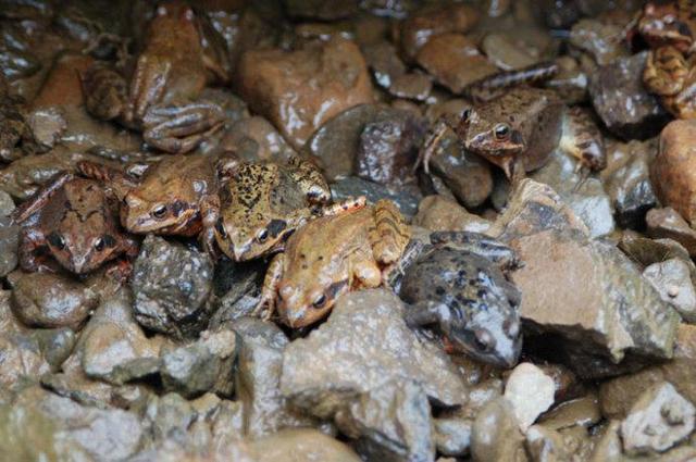 雪蛤价格多少一斤,雪蛤的价格(晒干700元一斤)