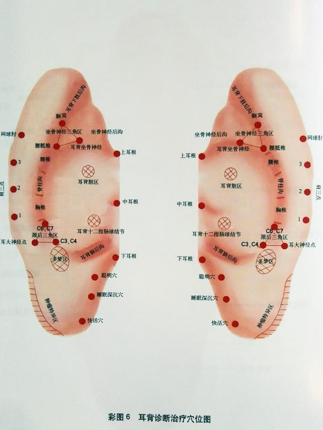 耳朵结构图与名称，耳部构造图（耳穴高清图谱）