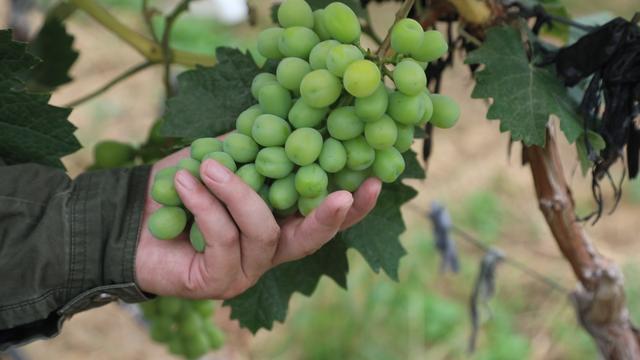 葡萄成熟期自由管，各种葡萄品种的特点（葡萄成熟期管理）