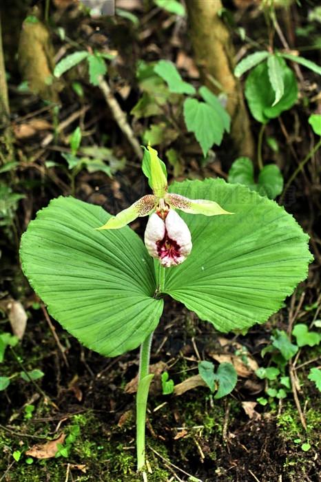 扇子图片(扇子七) - 赤虎壹号