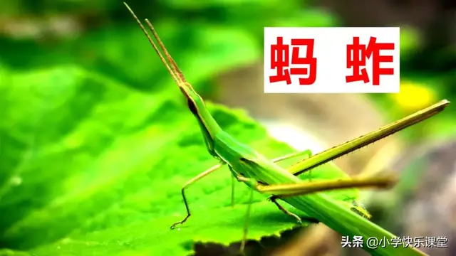 什么的硬翅，什么的硬翅？填四个字。（小学部编三年级语文下第4课《昆虫备忘录》图文+知识点+同步练习）