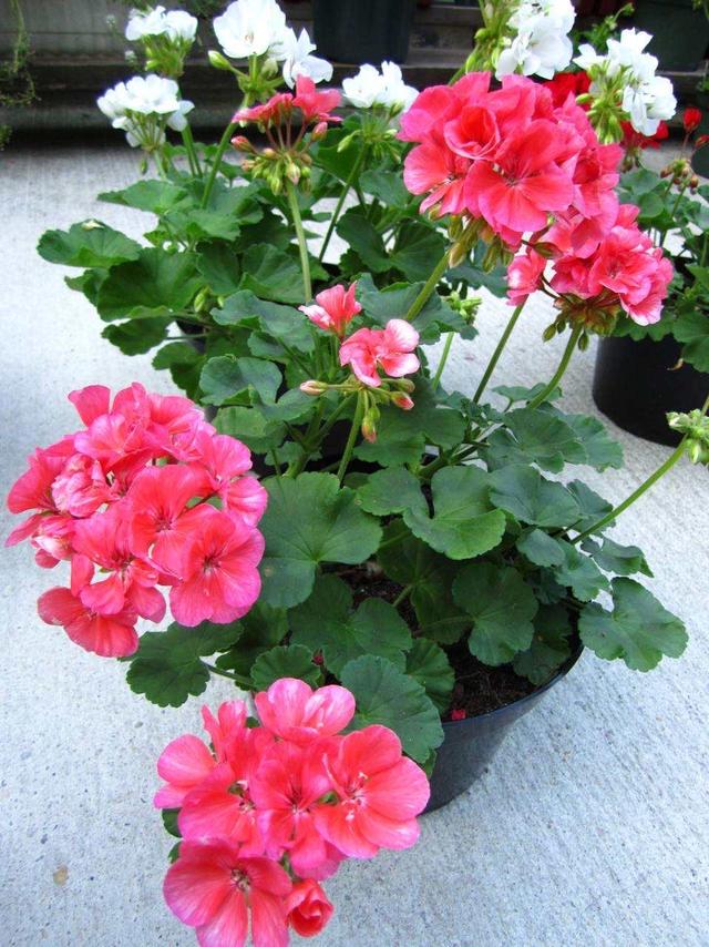 驱蚊植物有哪些，驱蚊的植物有哪些（种4盆驱蚊植物）