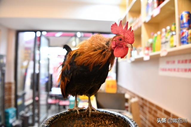 鸡的寓意和象征，鸡的象征意义（火锅店前台养活鸡当“招财鸡”）