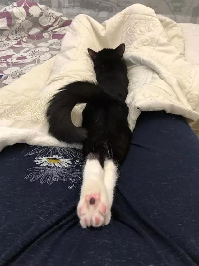 可爱表情包.抱我的小猫腿舔我的jio，微信头像，可爱表情包.抱我的小猫腿舔我的jio（却把评论区逼成了恋jio癖哈哈哈）