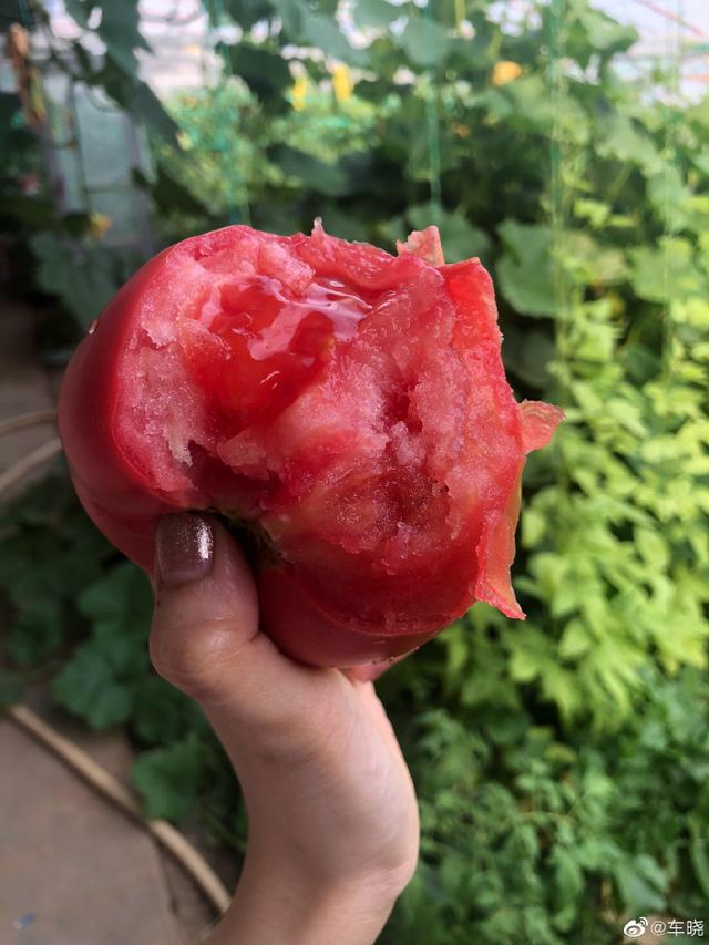 一个西红柿多少克，100克番茄多少卡（车晓蹲菜地采摘毫无包袱）