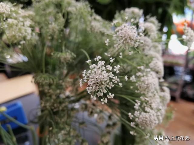 蕾丝花花语是什么，蕾丝花花语（亲眼所见的温柔惹人怜爱）