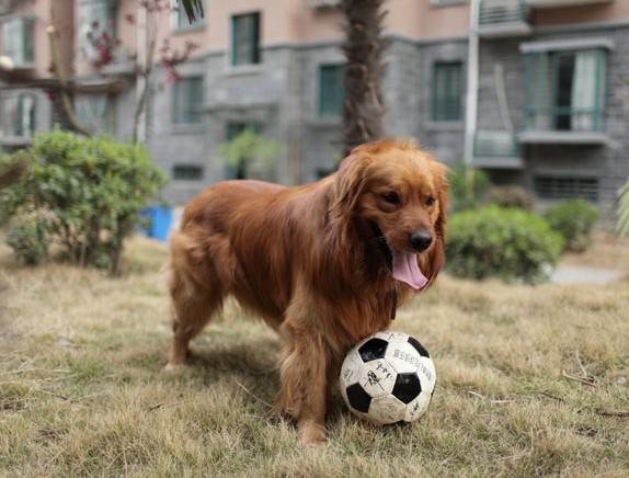 上班族养狗攻略，上班族如何养狗（可是需要注意什么呢）