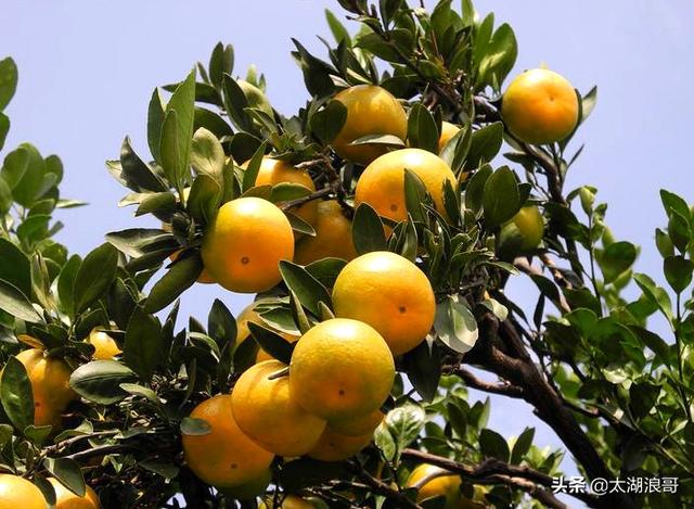 白枣吃了有什么作用急急急，白枣的营养价值及功效（开启了太湖洞庭一年的花果飘香）