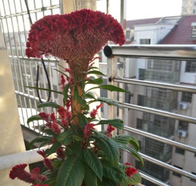 鸡冠花什么时候开，鸡冠花什么时候开花（鸡冠花什么时候开花一天之内）