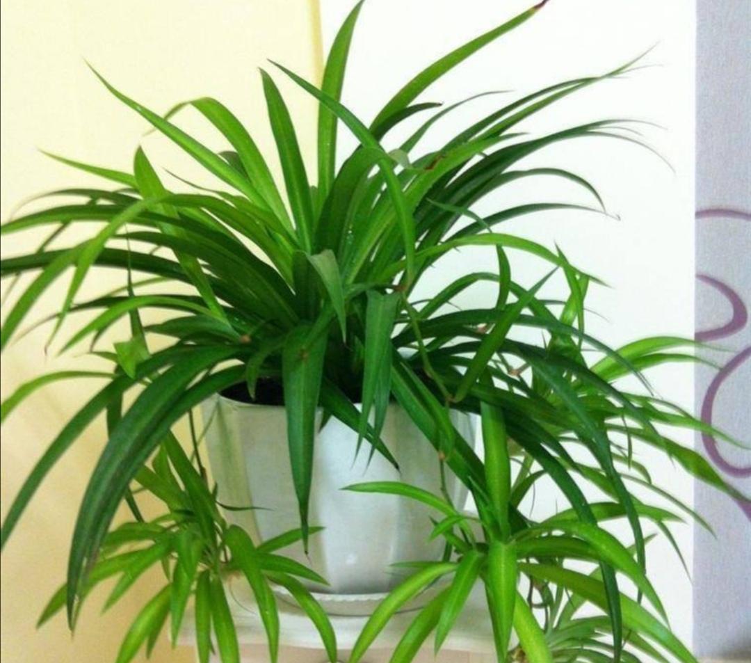 秋天养吊兰很简单,剪个小株苗,插到花盆就成活了(吊兰长出的小吊可以