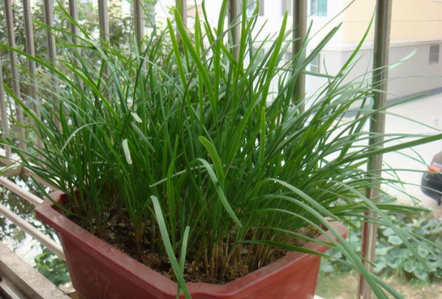 烧烤蔬菜有哪些，50款烧烤素菜菜单（7种“大叶菜”）