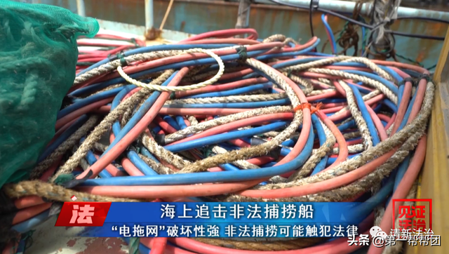 鲎是保护动物吗，鲎是保护动物吗为啥（休渔期非法捕捞国家保护动物中华鲎）