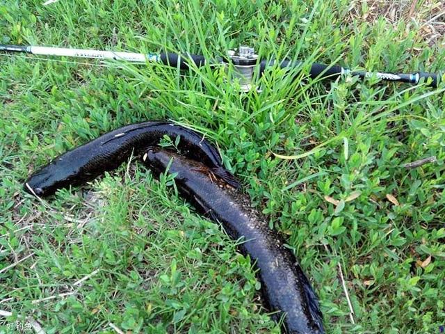 路亚怎么钓黑鱼，路亚是怎么钓鱼（还可以试试这种软饵）