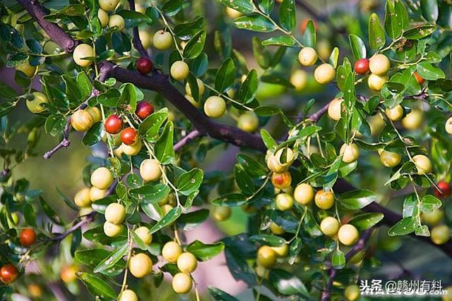 擂枣为什么叫擂枣，擂枣有啥功效（不掉在地上没人敢吃）