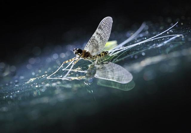 闾怎么读拼音，闾怎么读拼音吕的拼音（《说文解字》第217课）