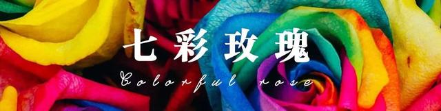 各种玫瑰花的含义，各色的玫瑰花有什么含意（一篇文章认全花店必备80种玫瑰花）