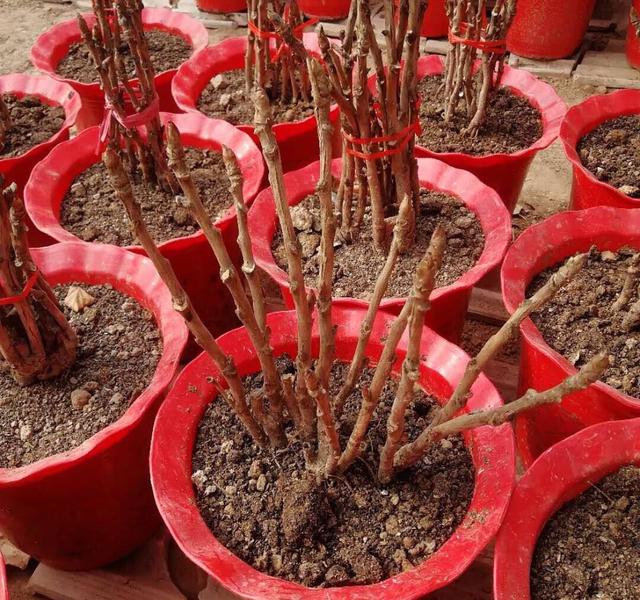 牡丹花怎样种植和养护，栽培牡丹的方法（注意用盆、用土、栽种时间）