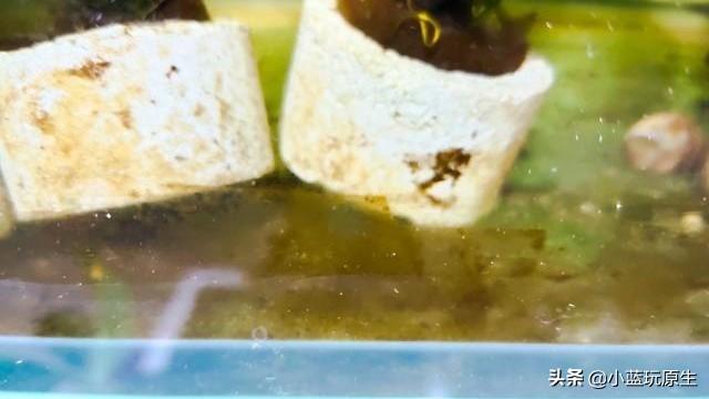 黄褐藻怎么去除，怎样清除褐藻（鱼缸爆褐藻的详细原因）