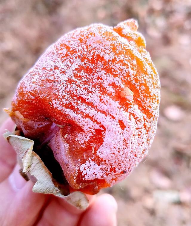 怎么晒柿子干,怎么晒柿子干好吃(老一辈的方法真好) 怎么晒柿子干,怎么晒柿子干好吃(老一辈的方法真好)