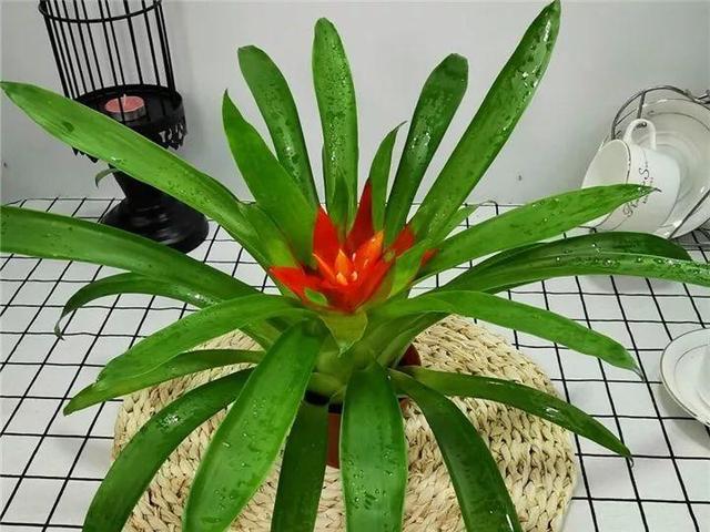 鸿运当头好养吗，鸿运当头怎么不好养（鸿运当头别喷水）