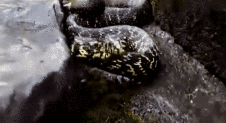 黑白王蛇，和我国菜花蛇比起来谁更强（黑白王蛇好养吗）