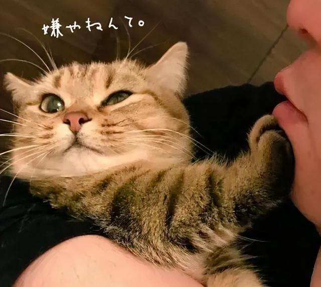 可爱表情包.抱我的小猫腿舔我的jio，微信头像，可爱表情包.抱我的小猫腿舔我的jio（却把评论区逼成了恋jio癖哈哈哈）